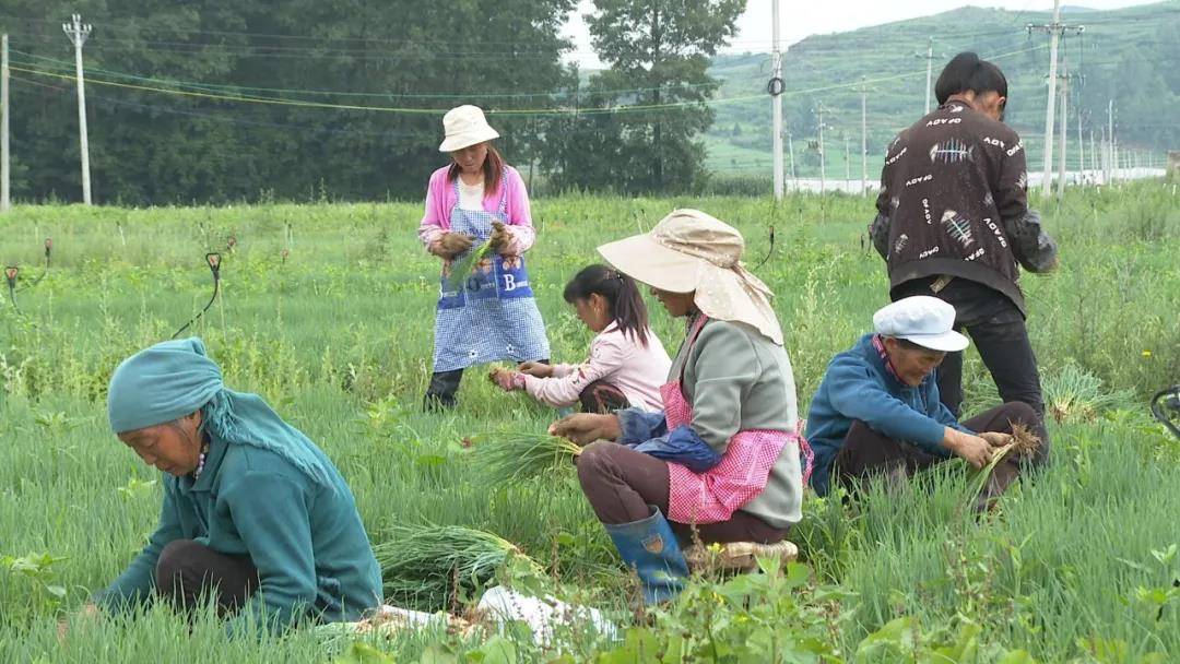 威宁: 种植采收两头忙 就业增收有保障