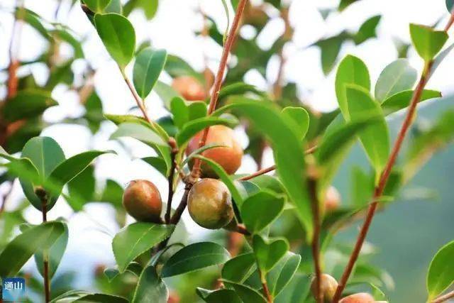 湖北通山大畈镇:油茶树上结金果