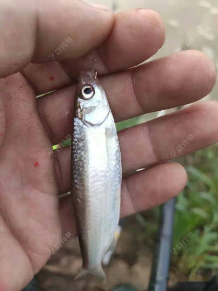 蚂蚁河闷杆钓之消水太快了鱼口不好