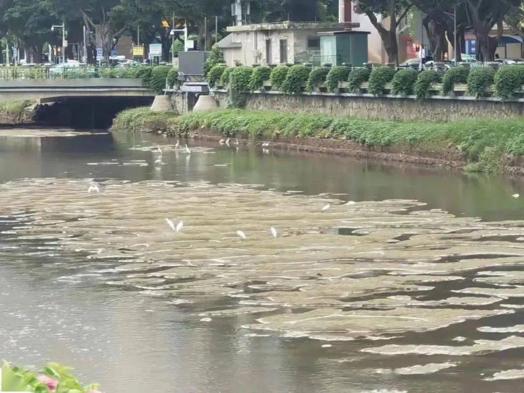 广州河涌治理调研实践一