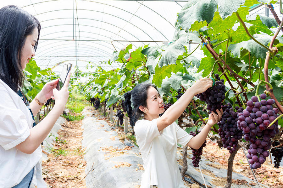 福建|福建德化：葡萄丰收时，“葡”写致富经