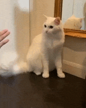 家有萌宠 | 想摸猫爪爪?想得美