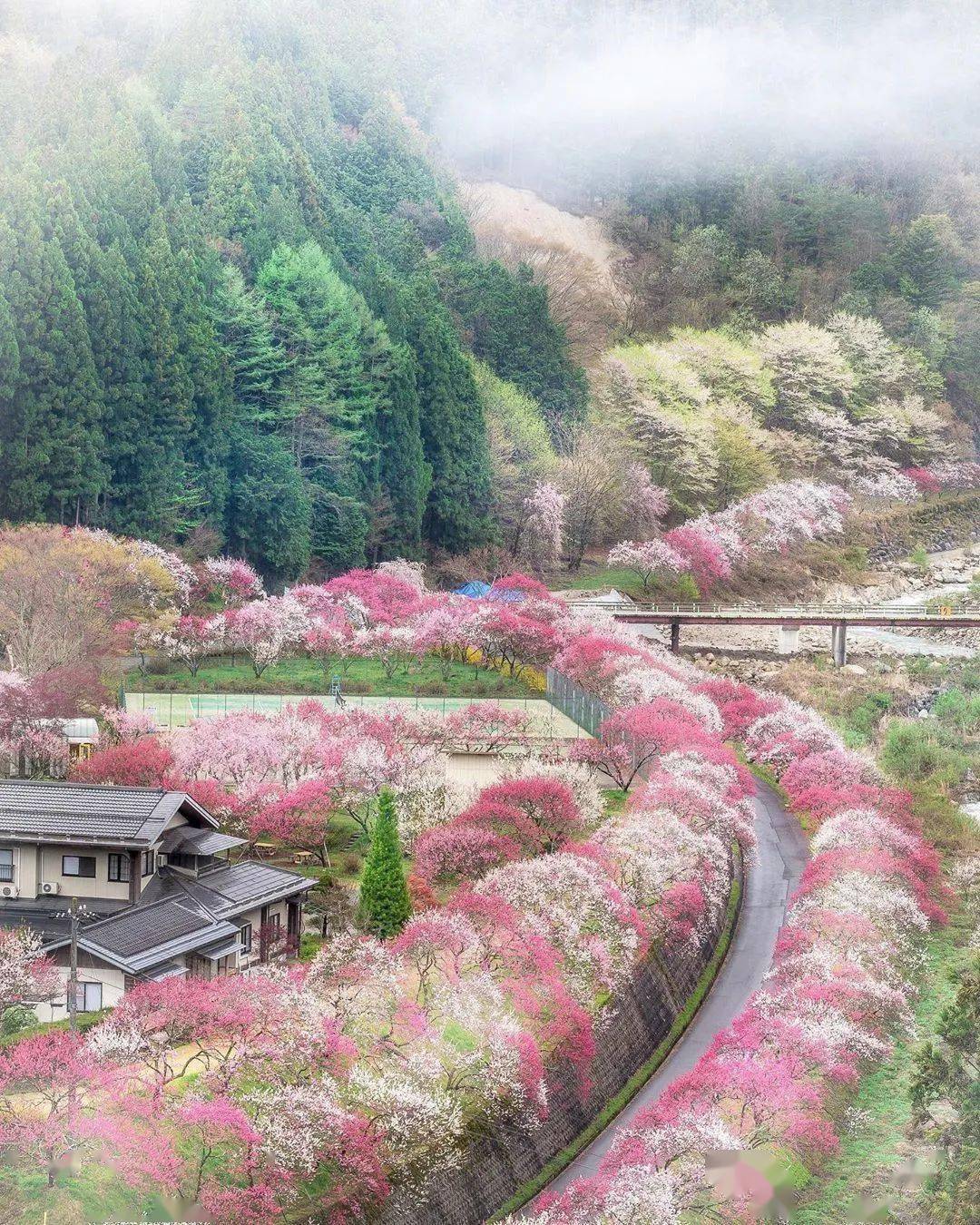 尤其是樱花盛开的时节 奈良县瀞峡 当樱花树遇上流星 我看到了