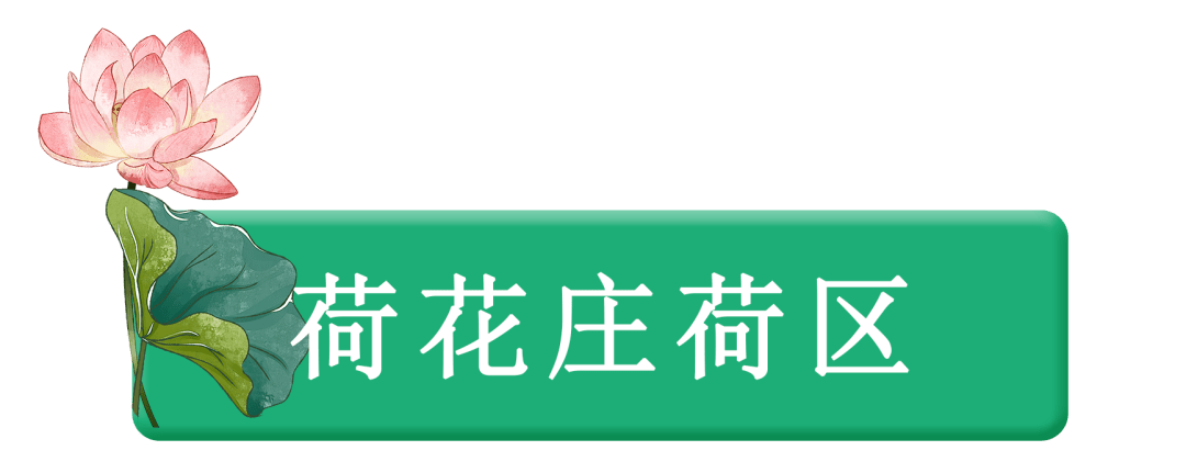 杭州荷花进入最佳观赏期!赶紧收藏这份夏日赏荷攻略