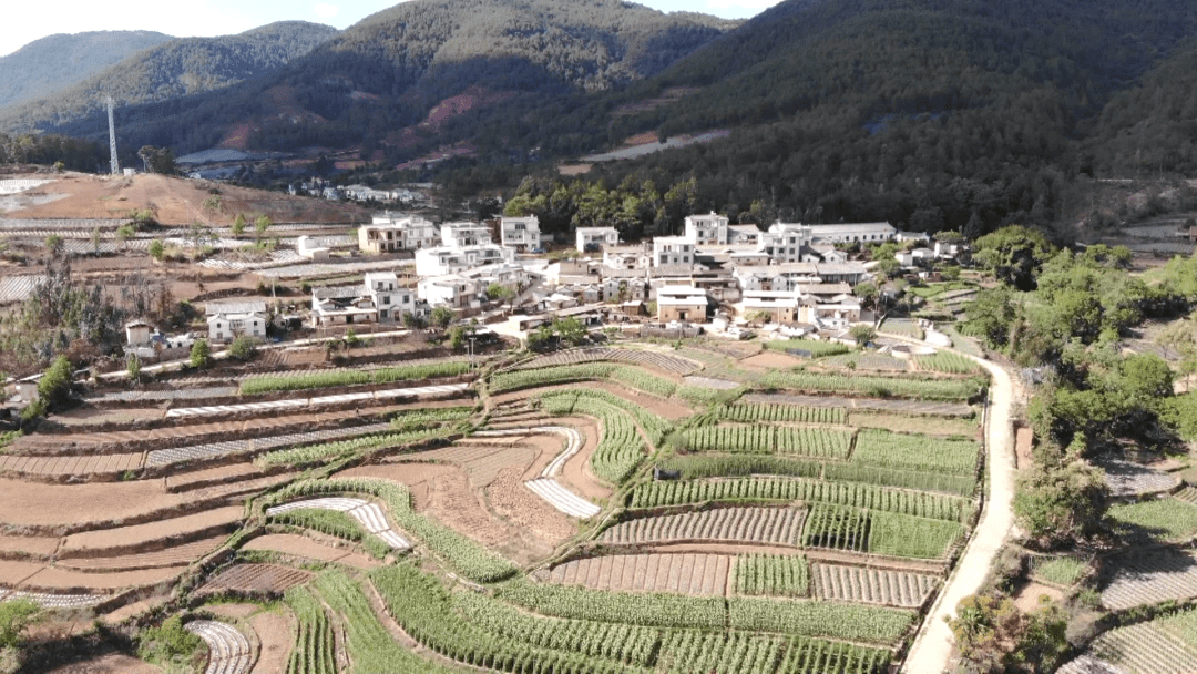 哨冲镇花椒村 花椒铺就致富路_石屏县