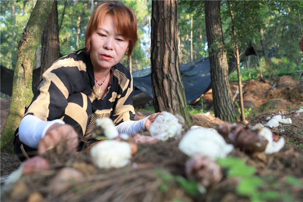 黔西市雨朵镇:林下竹荪进入采摘期 在乡村振兴上开新局