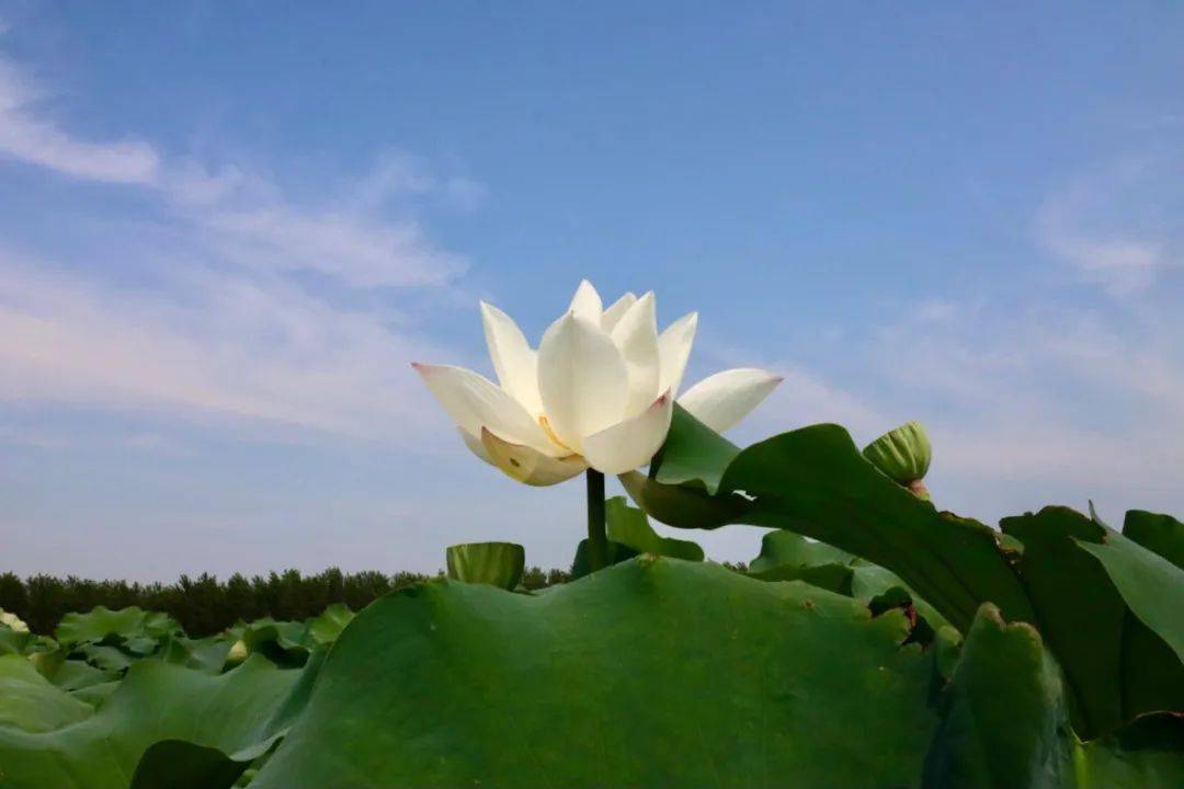 那一朵朵荷花都似姿态不凡的仙子 在微风的吹拂下翩翩起舞 莲花和荷叶