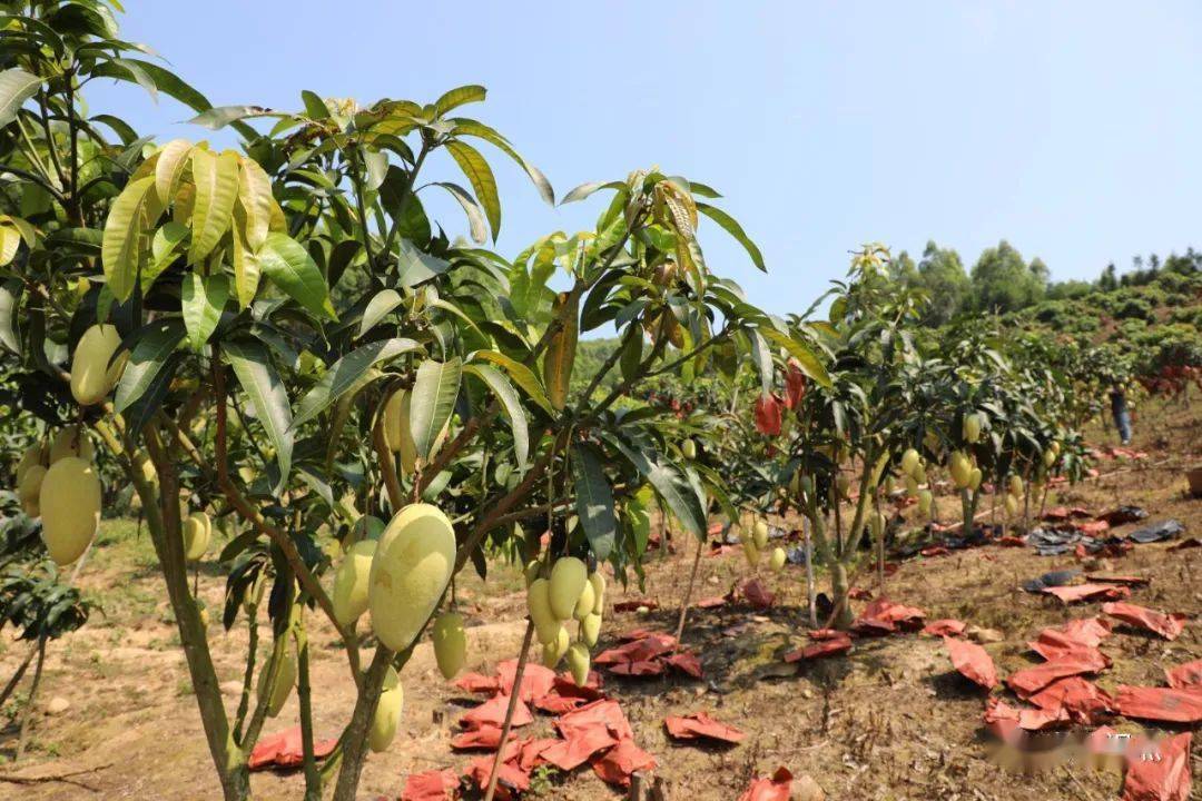 【开局"十四五" 奋进新征程】大化县常怀村:荒坡种植金芒果 开辟致富