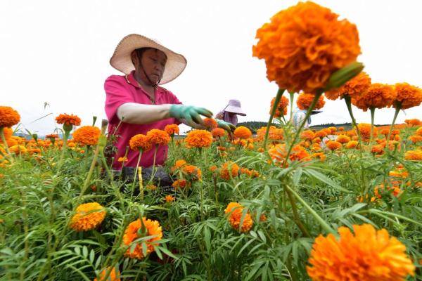 8月5日,兴隆镇居民在万寿菊种植园中采摘万寿菊.