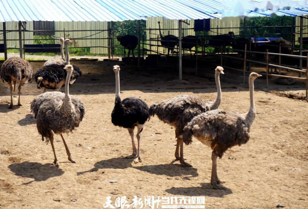 合作社养殖的成年鸵鸟