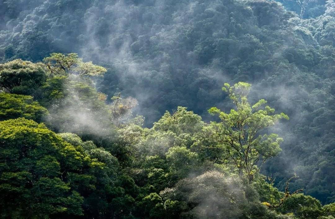 雅居乐·西双林语,背靠约十万公顷的大黑山热带雨林,大黑山赋予了西