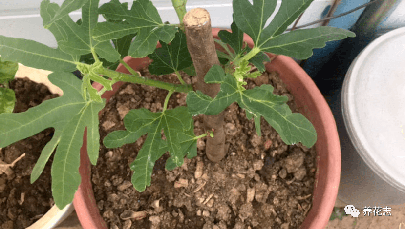 无花果盆栽实用性强,观赏兼食用,扦插打理格外省劲省心