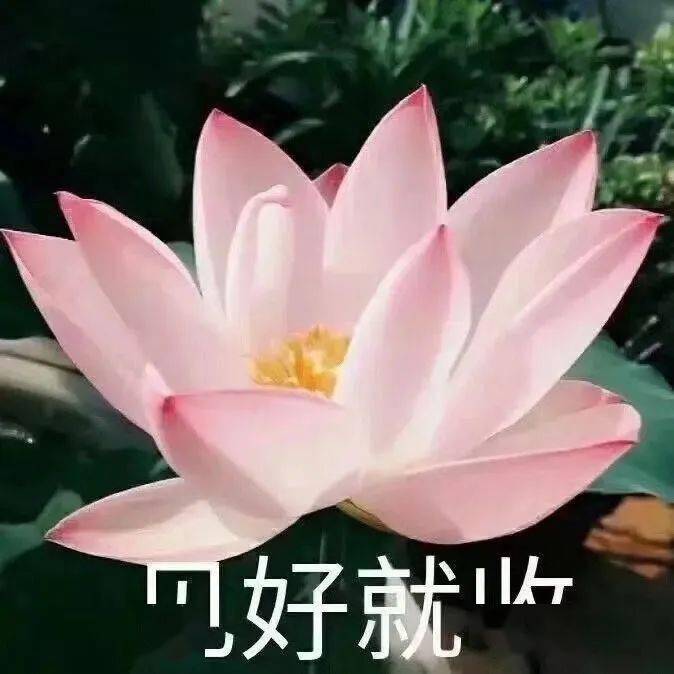 中老年佛系荷花表情包头像