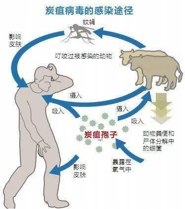 (2) 经呼吸道感染:通过吸入含有炭疽芽孢或布氏杆菌的粉尘或气溶胶