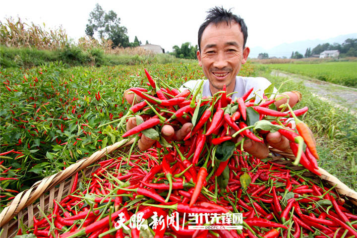 新蒲新区虾子镇辣椒喜丰收 王鸿摄