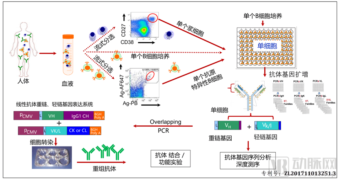 图1 天然全人源单克隆抗体研发综合技术平台hitmab技术路线