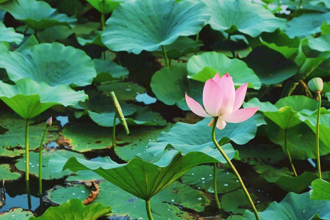 "荷"你有约,静待君来_荷花