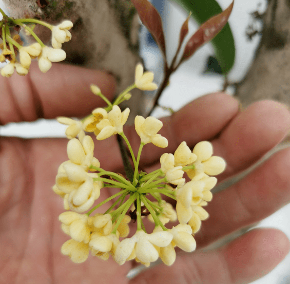 桂花花期来临,掌握3个方法,20天花期变成2个月