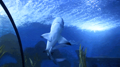 68元=狮子城|海洋世界水乐园联票,原价120元