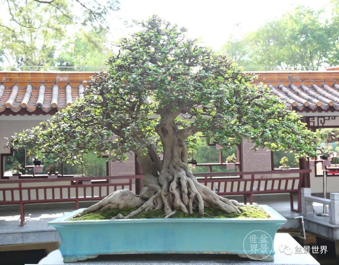 大湾区盆景,就是大!