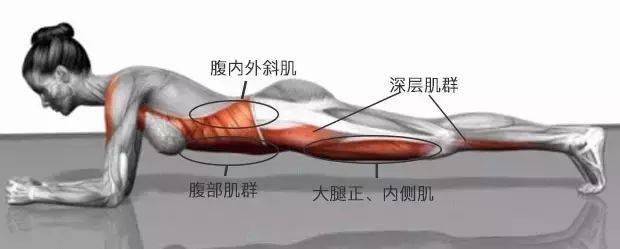 平板支撑主要锻炼核心肌群,包括腹横肌,腹斜肌,腹直肌,还有臀部肌肉.