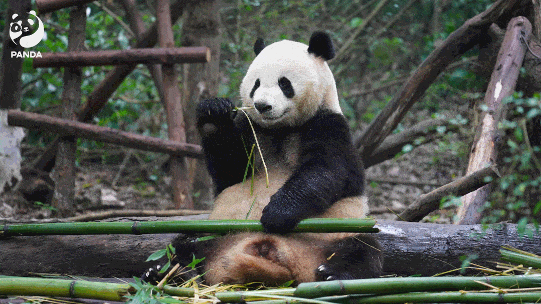 看见滚滚的治愈微笑 即使下雨天也可以活力满满了呢 开饭的时候咱们