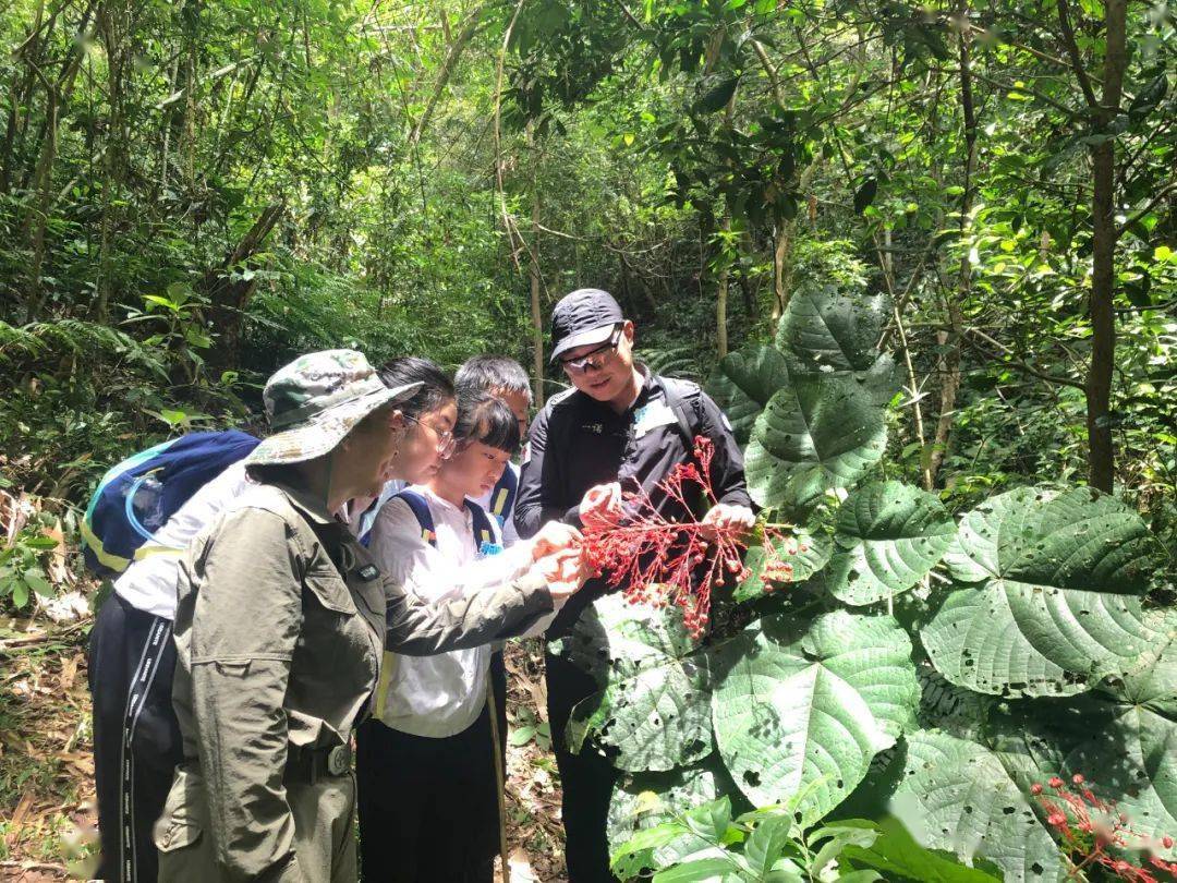 求真夏令营植物探险队向热带雨林出发
