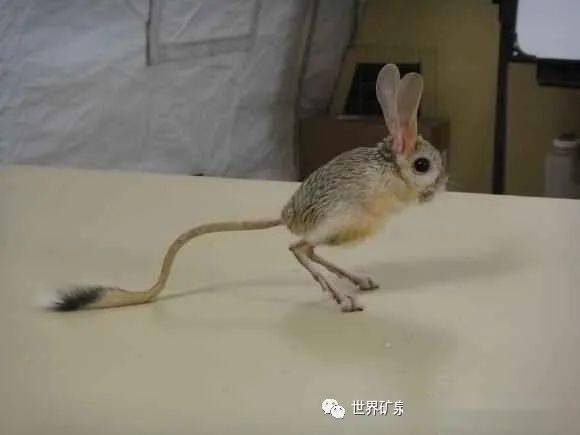 野外水资源浑浊含大量病菌为什么人不能直接饮用动物却可以