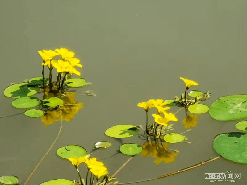 荇菜花开 诗意自来_青荇