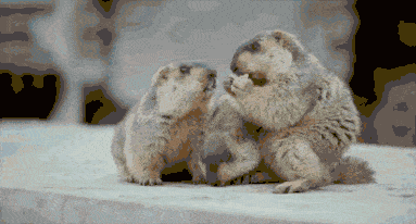 草原|疾控中心提醒：别慌！做到四点可以预防腺鼠疫！