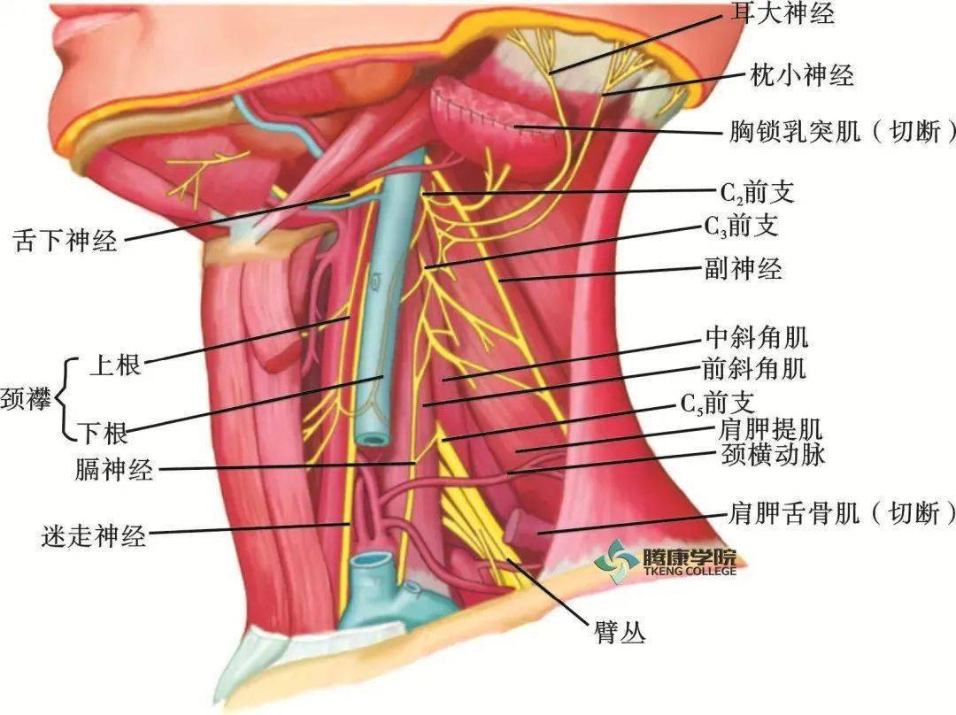 2.耳大神经(c2,3)