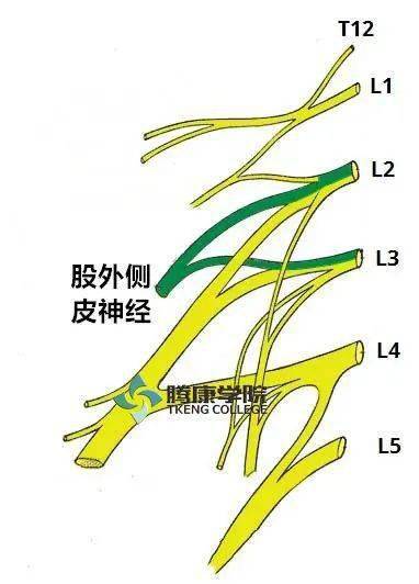 最全!脊神经系统汇总