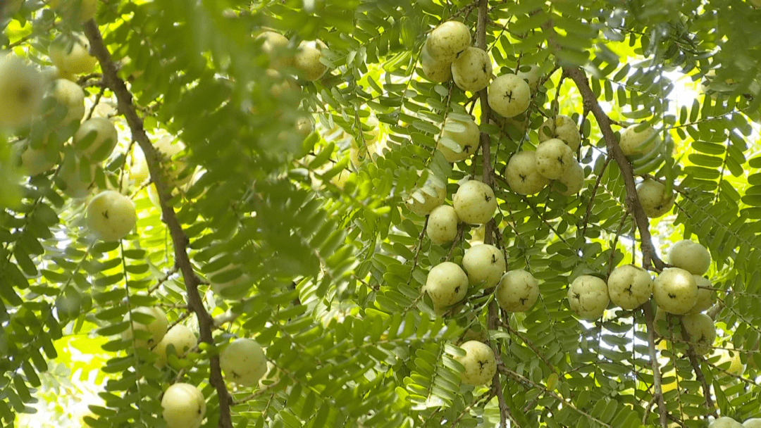 立秋过后,普宁云落不少种植户辛勤管养的油甘树果实