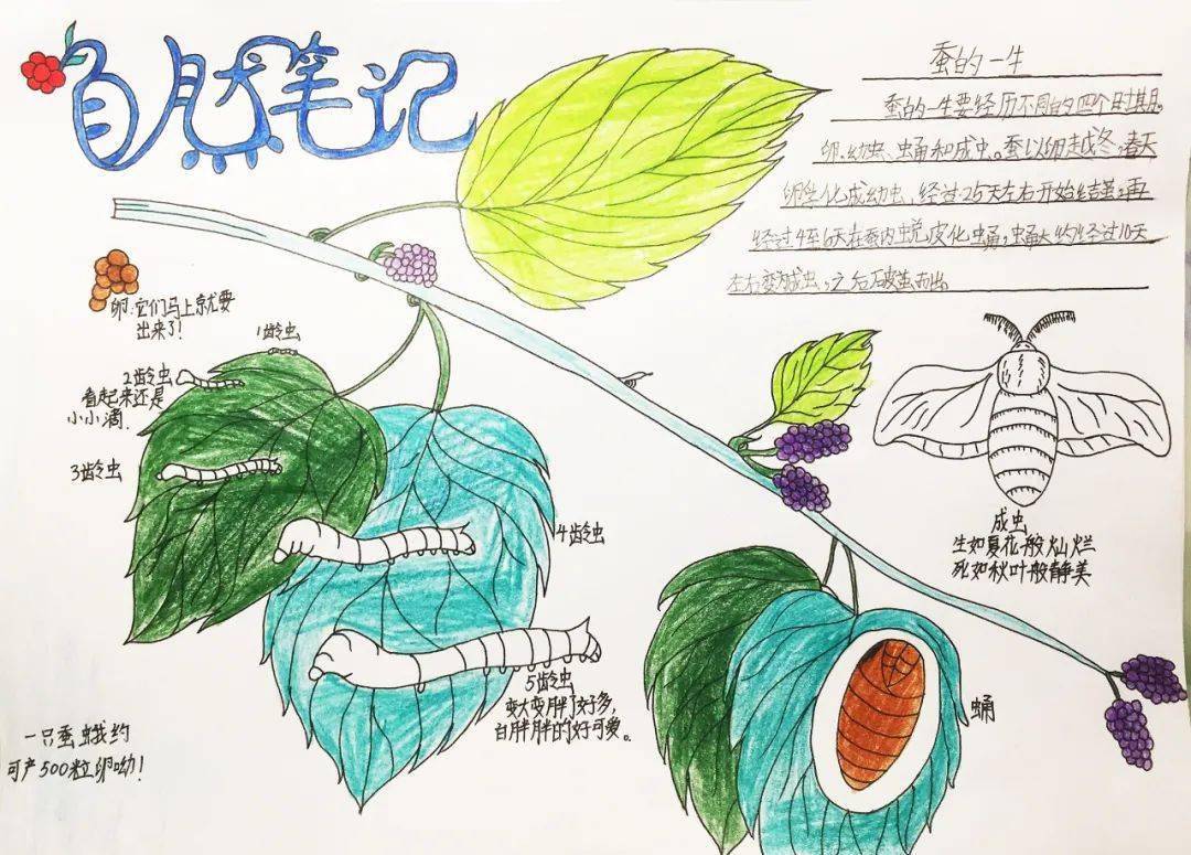 生物多样性看山西自然笔记大赛作品展四