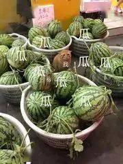吃瓜表情包今天你吃瓜吃撑了吗