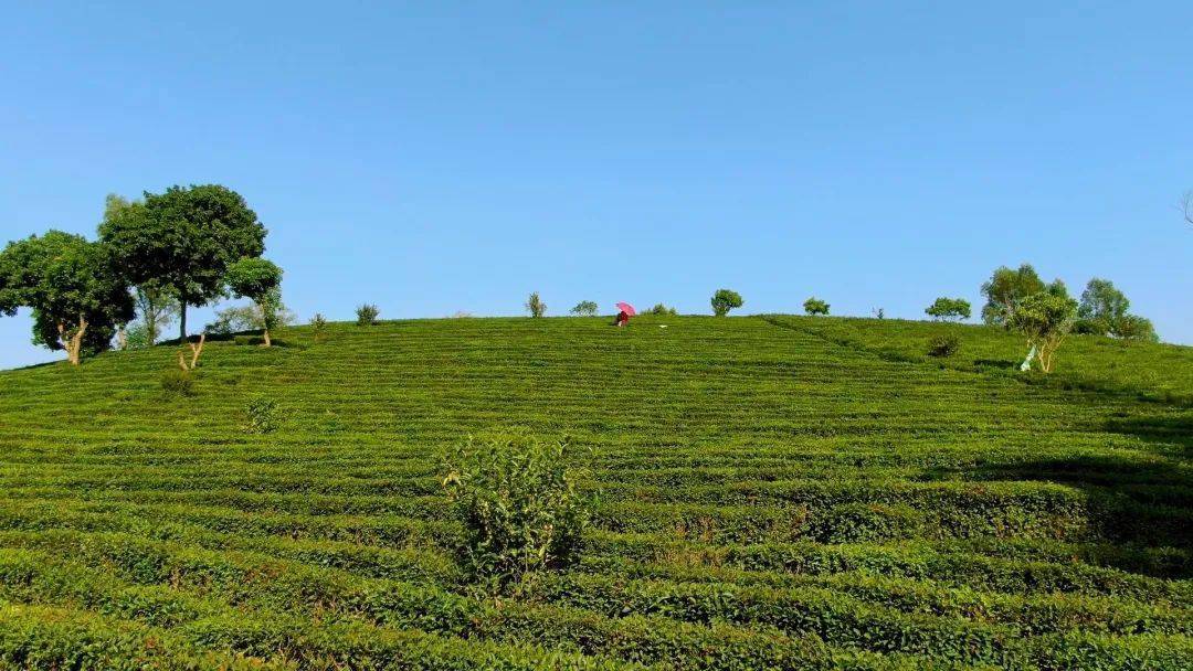 来到柏塘镇罗塘村,万亩茶园延绵一片,蔚为壮观.