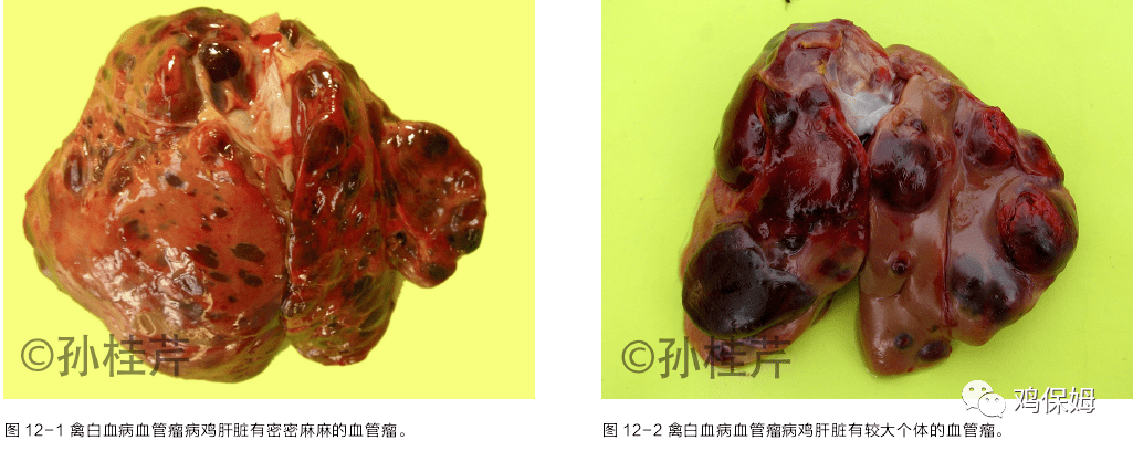 26 种禽肝病的临床鉴别诊断(建议收藏)