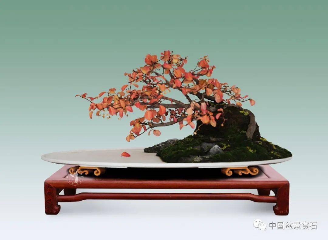 "一叶知秋"扶芳藤 高60cm 姜文华藏品