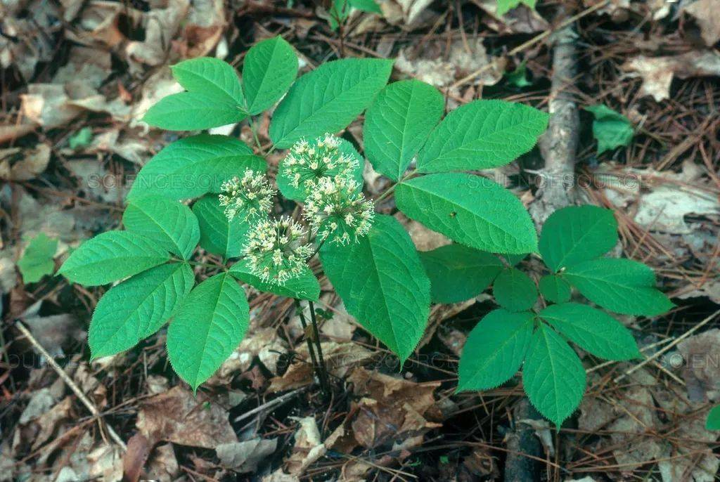 西洋参(学名:panax quiquefolium)是五加科,人参属多年生草本植物.