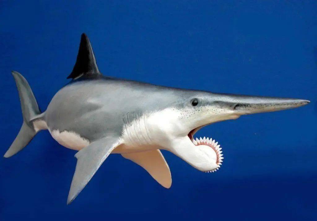 只见过大白鲨它还算正常这10种长相怪异的鲨鱼很吓人