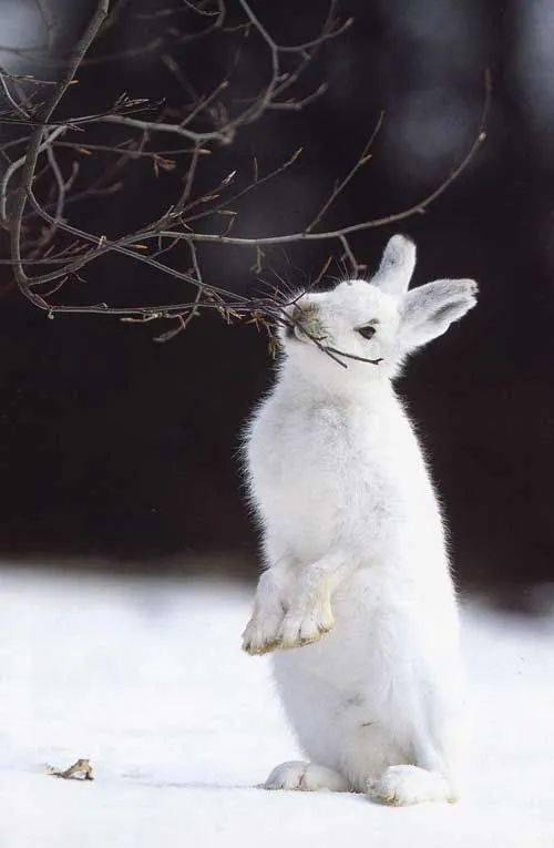 雪兔是寒带,亚寒带代表动物之一,是一类个体较大的野兔,耳朵短,尾巴