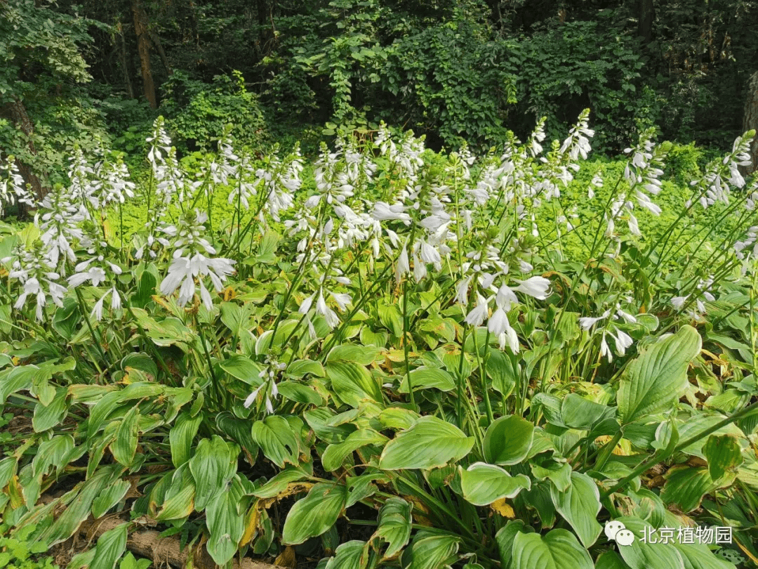 玉簪种和品种赏析