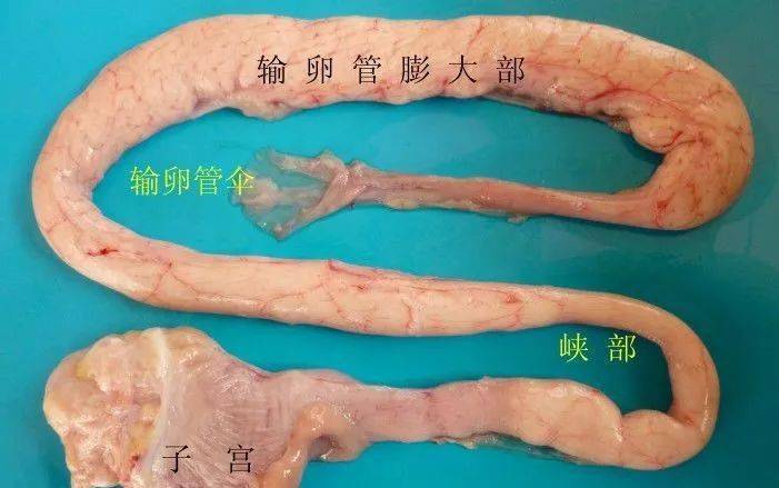 成年母鸡的输卵管长约21-23公分,乳白色,呈圆管状.