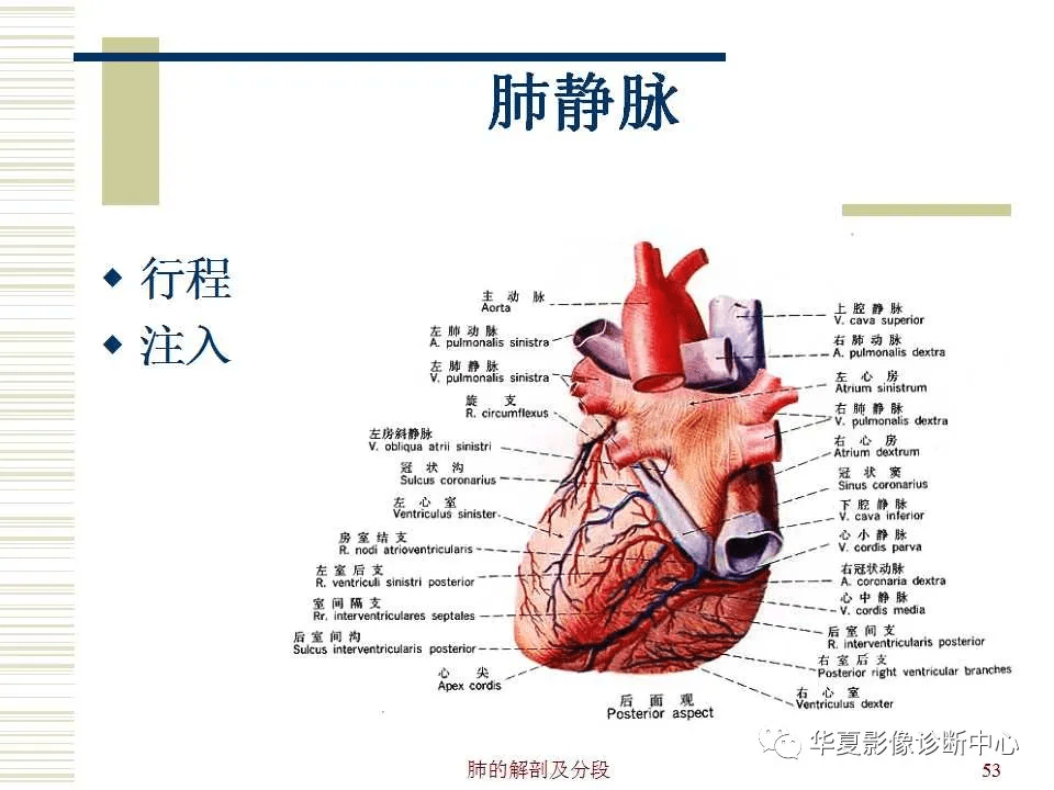 收藏超详尽的心脏大血管影像示意图及肺部解剖与影像分段