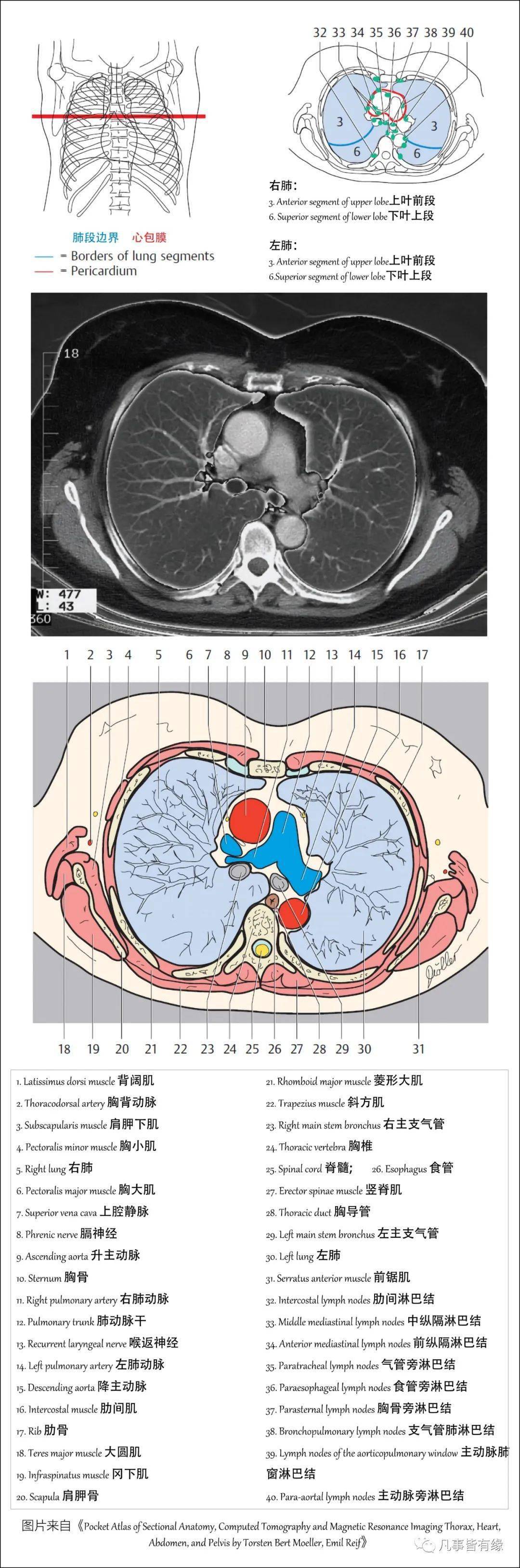 胸部断层解剖胸部及心肺基础知识复习