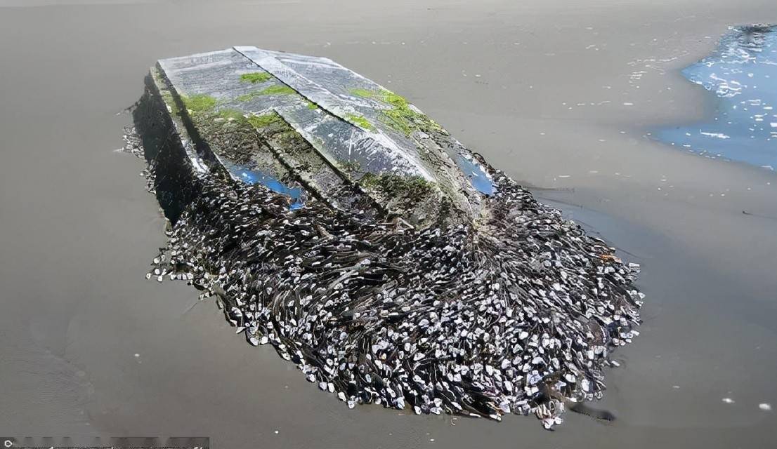 一项研究调查了世界各地船舶污损生物的危害情况,发现由藤壶制造的