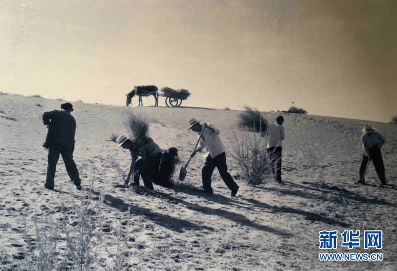 图为上世纪80年代"六老汉"在八步沙治沙造林的场景(受访者供图)