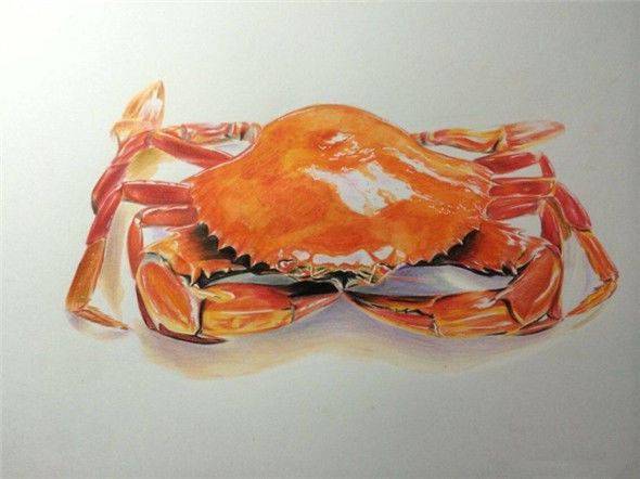 彩铅教程:教你画逼真的大螃蟹