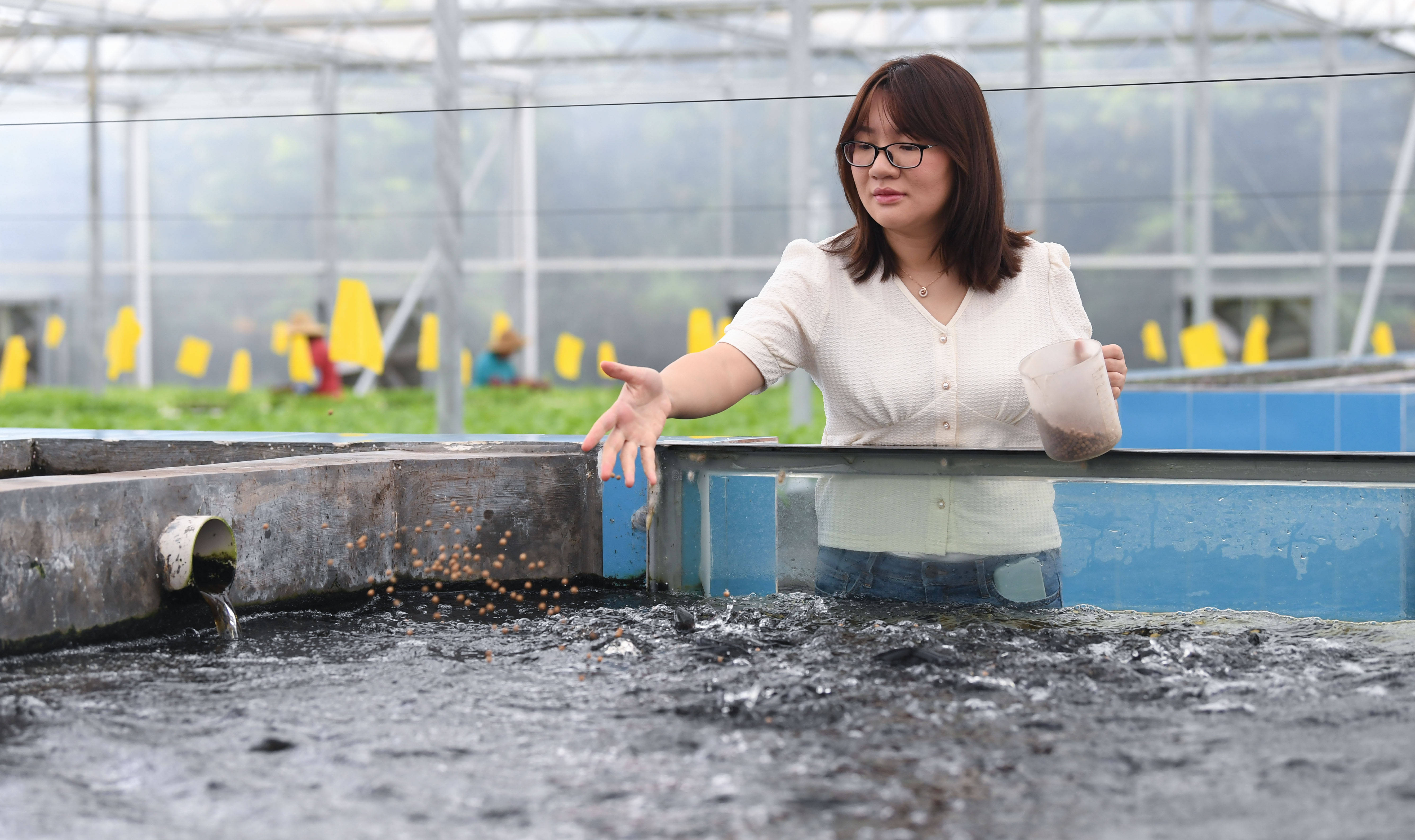 在广东江门开平市国家现代农业示范区内,谭慧敏在鱼菜共生生产基地给