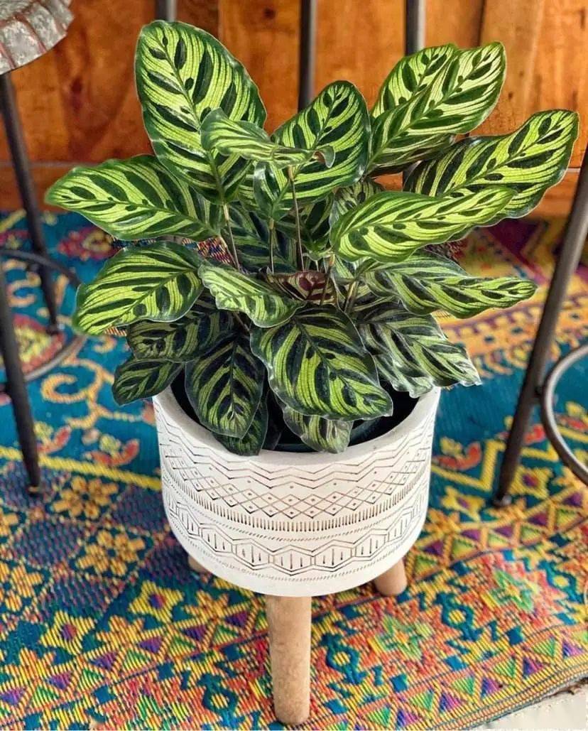 101种·室内常见绿植花卉,收藏吧!